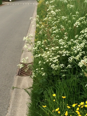 2016-05-13_berm_molenberg