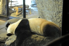 Daiza_11