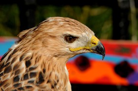Roofvogel