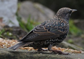 Vogels_1