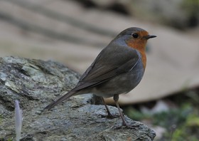 Vogels_2