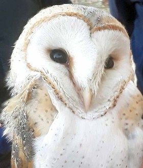 Kerkuilcloseup