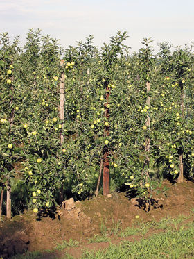 Appelboomgaard