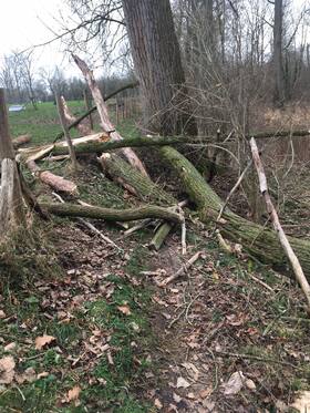 Trageweg_omgevallenboom